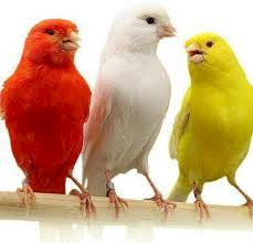 Pájaros canarios